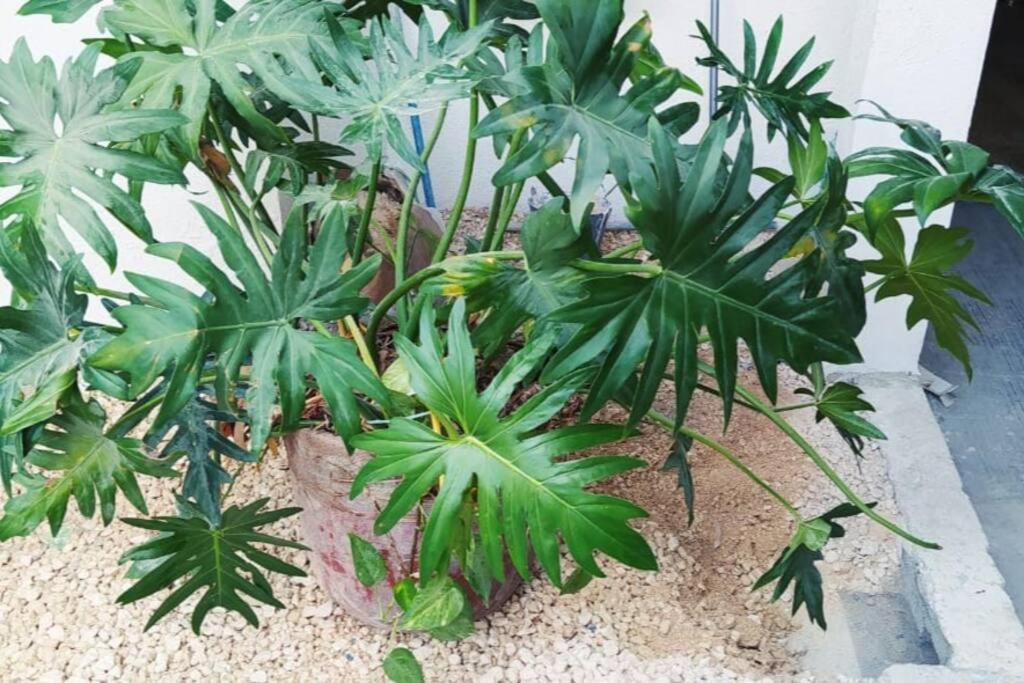 칸쿤 Coral 아파트 외부 사진